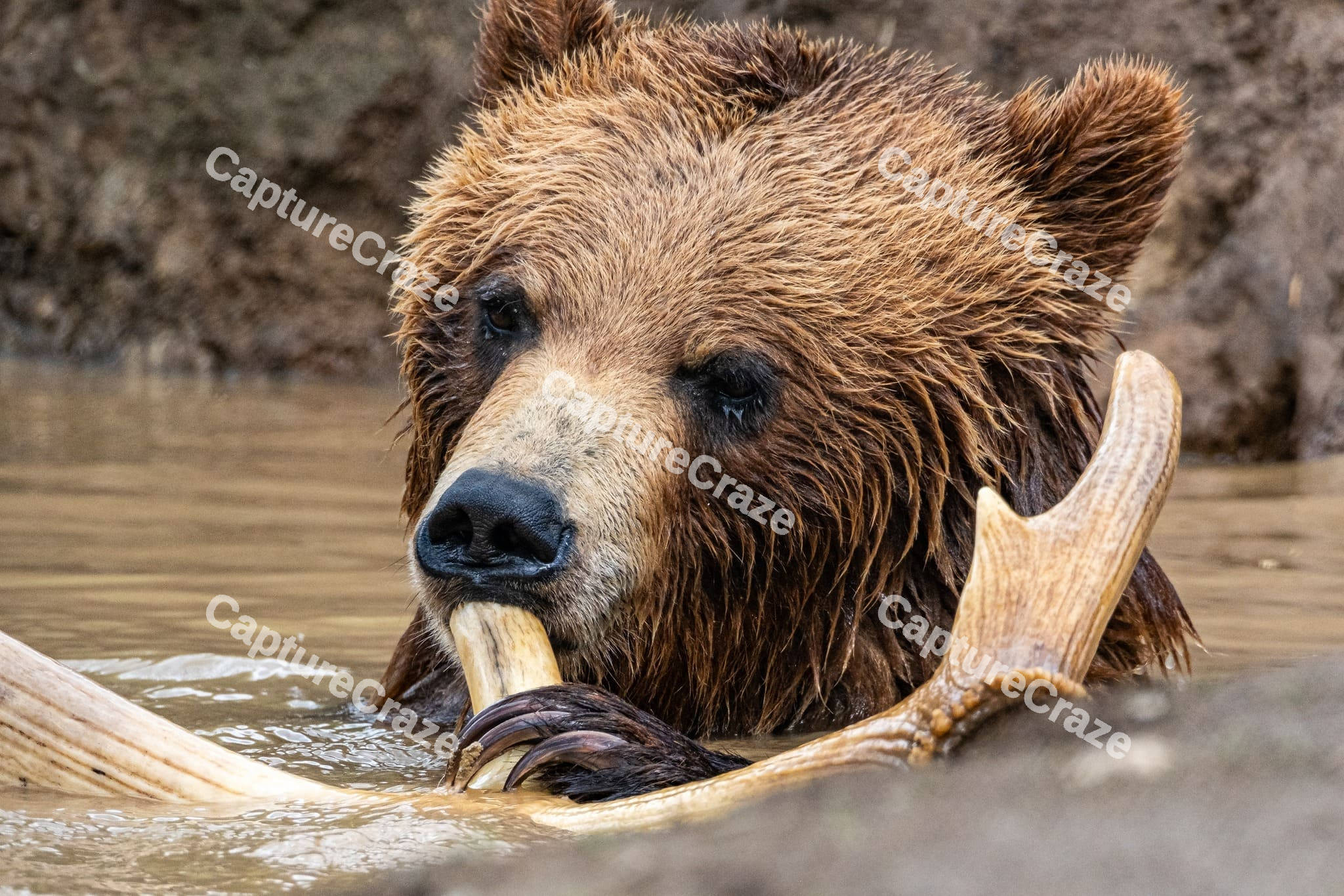Grizzly Bear